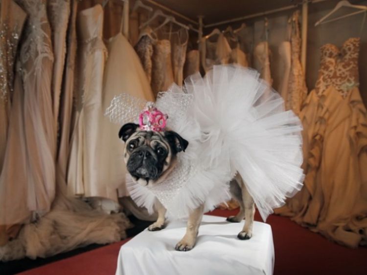Ах, эта свадьба! 40 фото милых животных в свадебных нарядах
