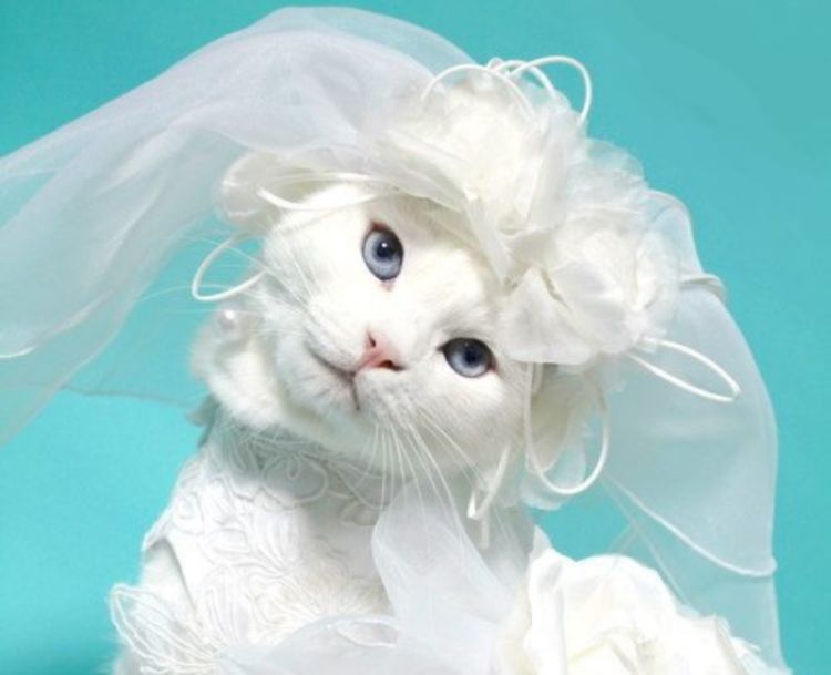 Ах, эта свадьба! 40 фото милых животных в свадебных нарядах