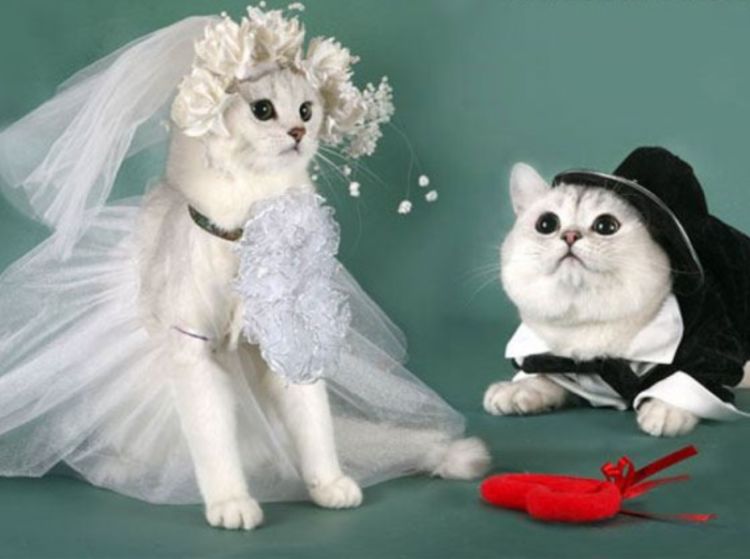 Кошки выходят замуж. Коты в свадебных нарядах. Кошачья свадьба. Кошка в свадебном платье. Кот и кошка в свадебном наряде.