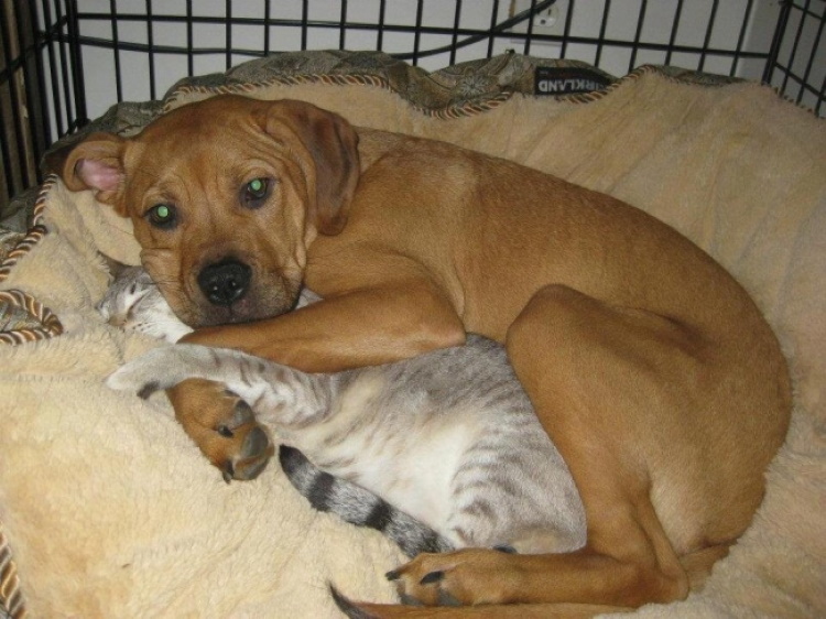 30 забавных фото о том, как уживаются коты и собаки