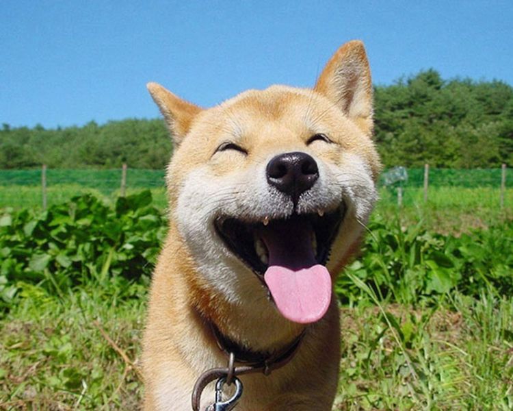 Счастливые животные, которые заставят вас улыбнуться: 30 фото