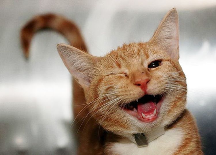 Счастливые животные, которые заставят вас улыбнуться: 30 фото