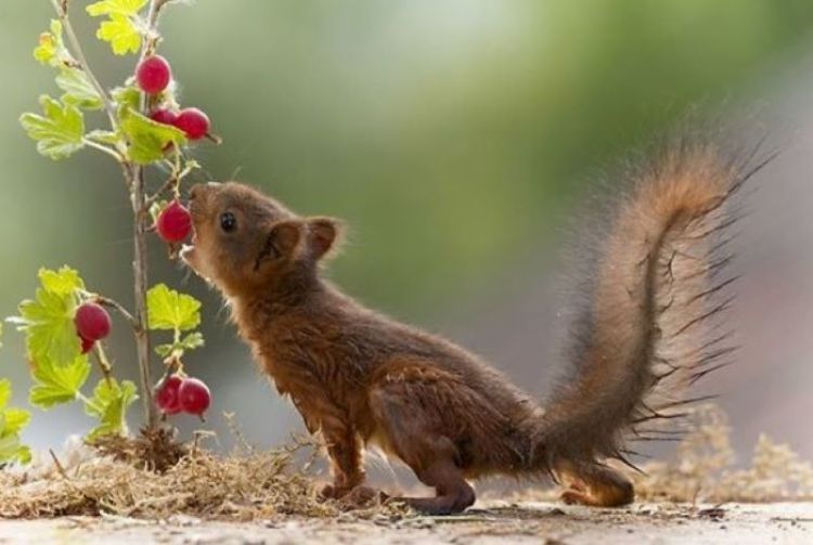 «Белка песенки поет, да орешки все грызет»: 20 забавных фото озорных белок