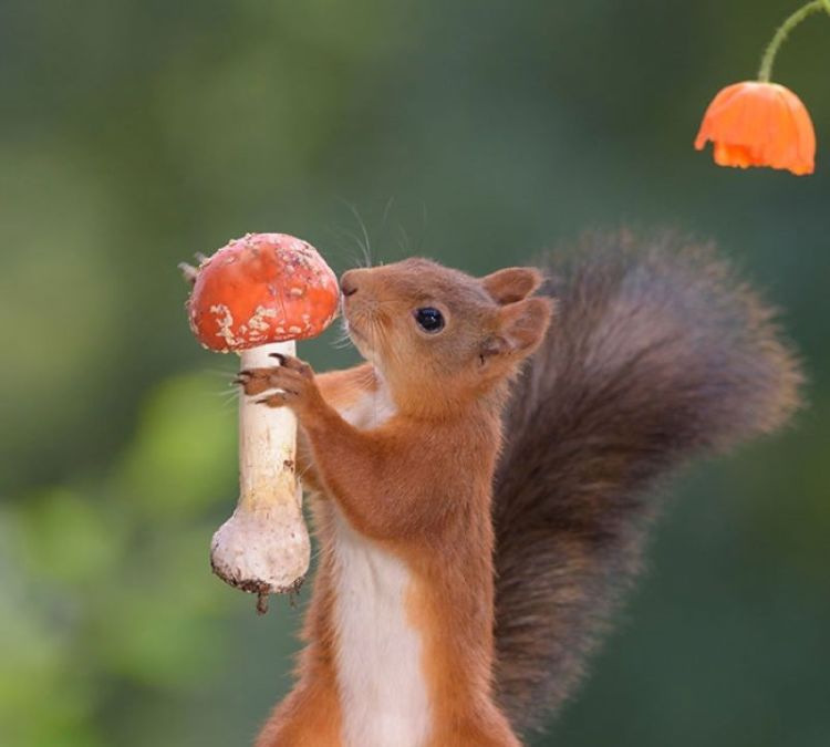 «Белка песенки поет, да орешки все грызет»: 20 забавных фото озорных белок