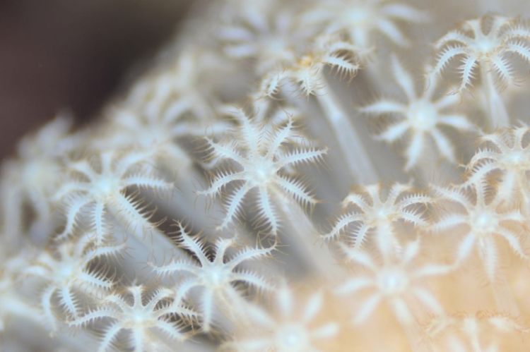 60 макрофотографий волшебства подводного мира