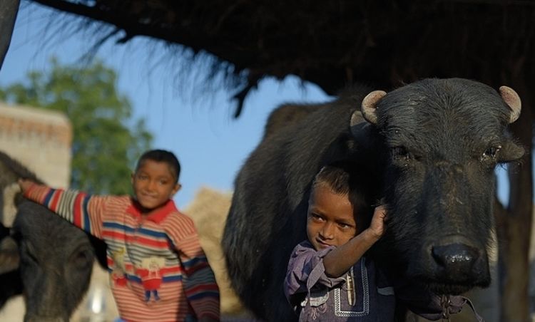 Удивительная сказочная Индия: 50 фото