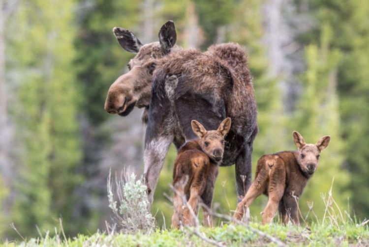 Мамы и их малыши: 55 трогательных фото животных