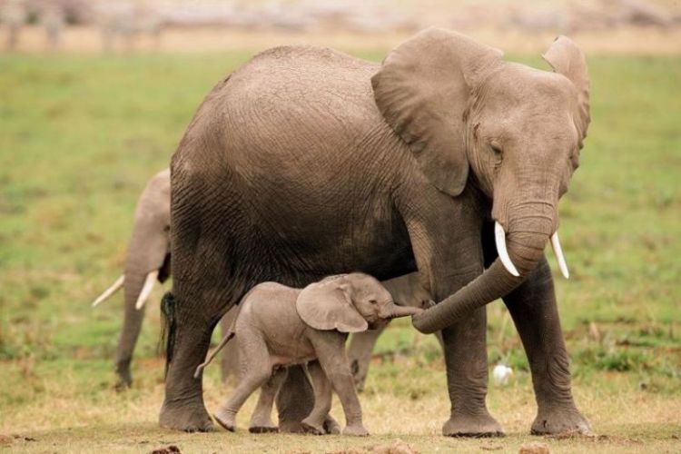 Мамы и их малыши: 55 трогательных фото животных