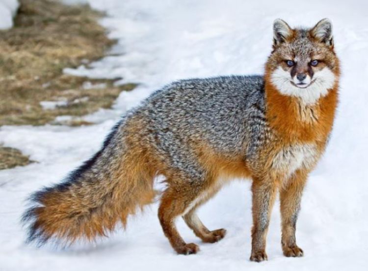 Самые обаятельные в мире — это лисицы: 35 фото