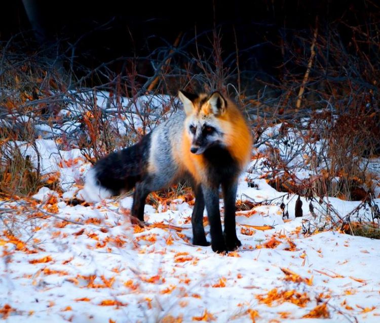 Самые обаятельные в мире — это лисицы: 35 фото