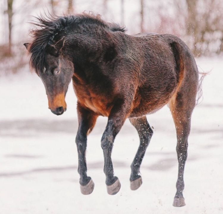 kto vmesto oleney ili istoriya odnogo Rozhdestva